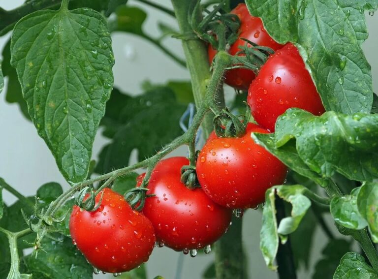 Pěstování rajčat na balkóně